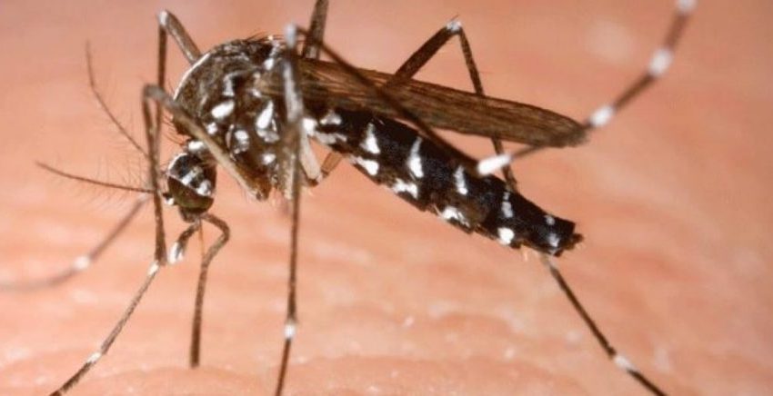  На 24 и 25 јуни ќе се прска против комарци во Југоистокот